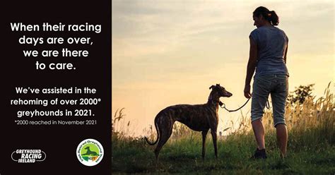 Learn More About Greyhound Racing Ireland.